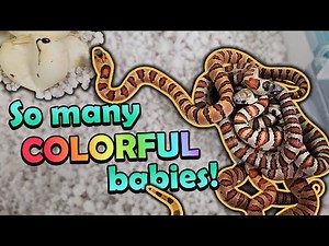 Multi-colored Variable Kingsnakes Hatching!