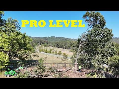 The Pro’s Make Cutting Down Giant Trees Look EASY!