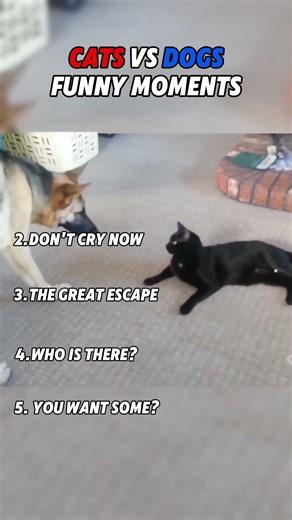 CATS vs DOGS – The Ultimate Pet Battle! 🐱🐶