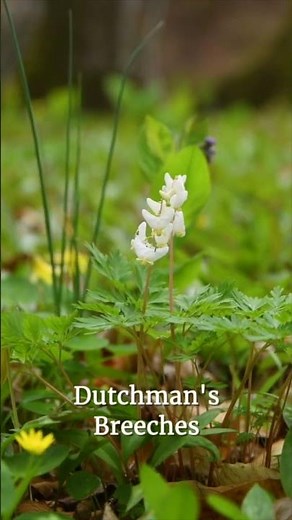 Plants with PANTS? - Dutchman's Breeches (Dicentra cucullaria)