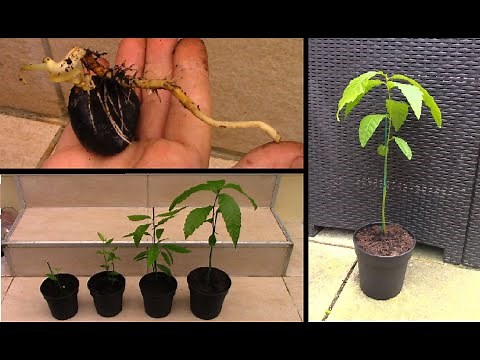 Faire pousser un châtaignier à partir d'une châtaigne - How to grow chestnut tree from seed