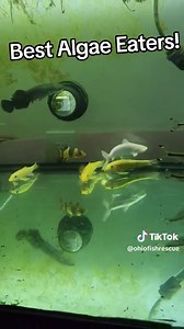 Best Algae Eaters: Clean Your Aquarium with These Fish
