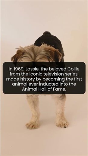 Lassie changed the perception of dogs forever with a historic honor
