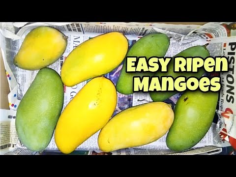 How To Ripen RAW MANGO At Home | Ripen Mangoes At Home Easy | Ripen Sweet Delicious Mangoes