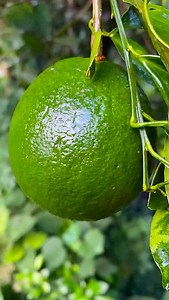 Aslam Mahamud on Instagram: "best raw orange from tree #fruit #reel "