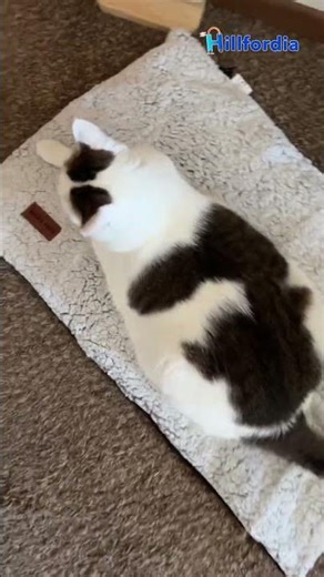 Self Warming Cat Bed, Heated Cat Bed, 2.0 Upgraded Thermal