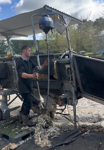 #sheep #farming #fyp #farmingnz #foryoupage #farmtok #sheepoftiktok #nz #farmlife #farm #shearing #sheepshearing #livingmybestlife #shearingsheep
