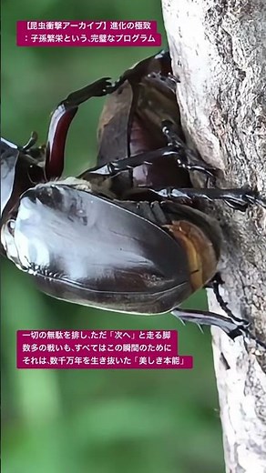 【昆虫衝撃アーカイブ】子どもに見せたい！カブトムシの交尾と命の不思議。太古から繋がる驚きの進化と子孫繁栄 #カブトムシ #自由研究 #昆虫図鑑 #昆虫観察 #insects #undaze