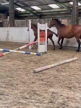 Cavan Elite Foal Sale 2024 colt Diarado x Levisonn