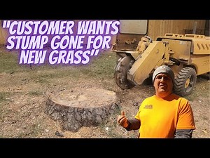 “What to Do After Stump Grinding to Grow Grass Fast”