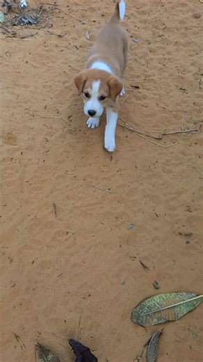 “Tiny Lab Mix Puppy = Big Cuteness Overload! 🤯🐾”