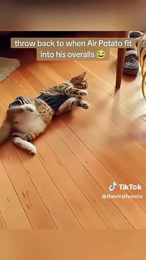 Hilarious Cat Moments That Will Make You Smile