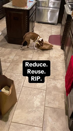 Fighting his way out of a paper bag… #jägertheboston #bostontiktok #dogsoftiktok #paperbag #viciousdogs @The Fun Police