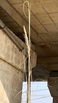 Civil Engineer View: Bridge Bearings & Drainage System Explained”