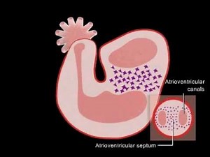 Embriologia - Desenvolvimento do Coração