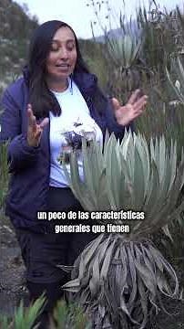 #Frailejones | 🌱 Characteristics and importance for water regulation