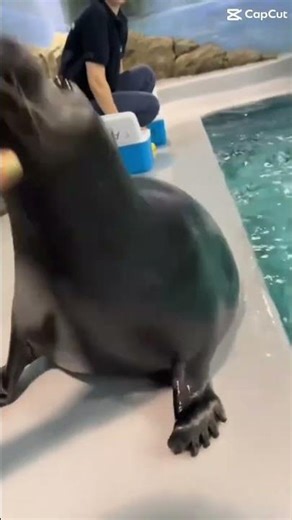 If your sad listen to this #meme #funny #animal #music #song￼