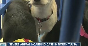 58 dogs rescued from hoarding situation