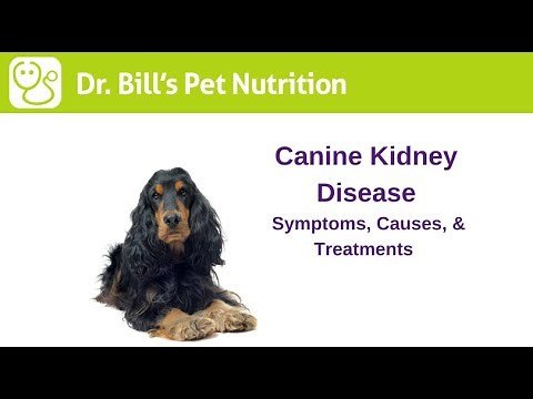 Canine Kidney Disease | Symptoms, Causes, & Treatments | Dr. Bill's Pet Nutrition | The Vet Is In