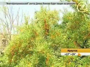 Облепиха-всем ягодам ягода