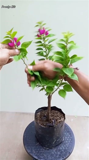 Shaping Bougainvillea 🌳