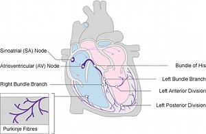How Does Conduction System of the Heart Work?