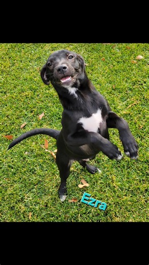 Beautiful day for some pictures! Here's today's bloopers.... | Furry Angels Rescue