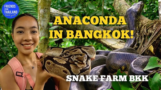 Dare to Visit Bangkok’s Snake Farm? Scary or Fun