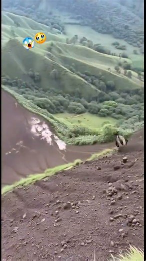 Overloaded Donkey Trip Goes WRONG! 🐴 #shorts