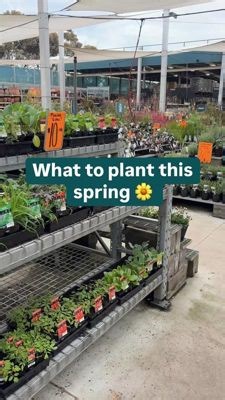 13K views · 66 reactions | Your spring cooking just got more delicious  Want to know the best vegetables and herbs to plant this spring? For more tips and tricks, check out the link below. ➡️ www.bunnings.com.au/diy-advice/garden/planting-and-growing/what-to-plant-in-spring #Spring #GardeningTips #Gardening | Bunnings Warehouse Australia | Facebook