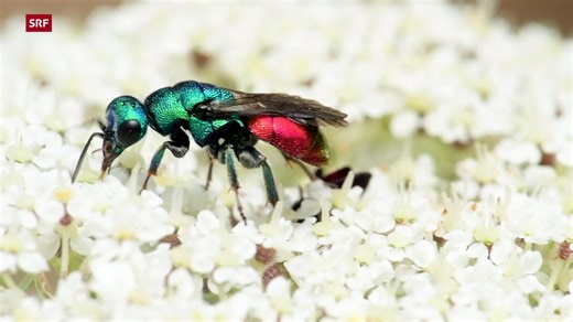 Knallig und kunterbunt: So farbig können Insekten aus der Schweiz sein mit Audiodeskription