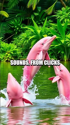 The Curious Life of the Amazonian Amazon River Dolphin