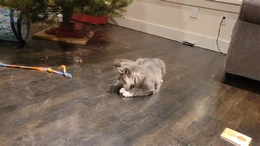 Feline Good Animal Rescue on Reels