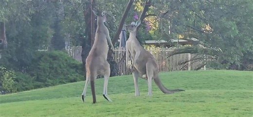 Rooky Balboa vs Ivan Droogo #fighting #kangaroo