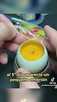 ASÍ crece un PATO en el HUEVO #pato #huevo #nacimiento