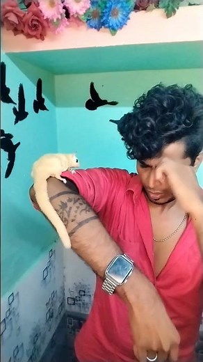 Leucitic sugar gliders