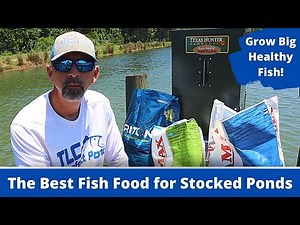 DON'T USE CHEAP FISH FOOD! | Feeding Bluegill and Bass in a New Pond