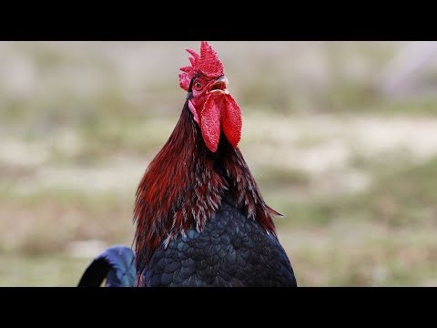 Hen vlogs Rooster crowing Murga ki azan