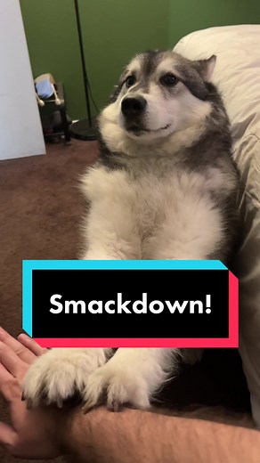 Danny the Malamute (@dannythemalamute)’s videos with original sound - Danny the Malamute