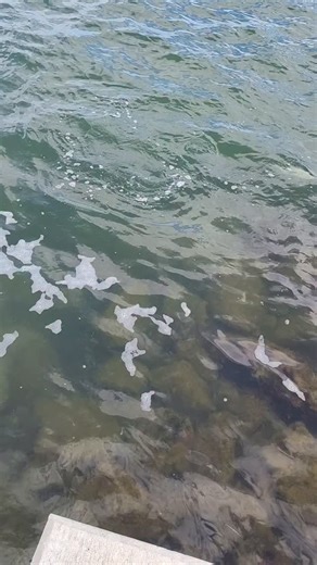 Catching a snook with one hand #fishing #fyp #viral | Fish On Channel