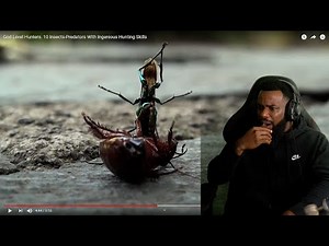 IQ 200+! God Level Hunters 10 Insects-Predators With Ingenious Hunting Skills