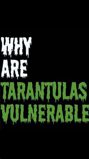 Why are WILD tarantulas so vulnerable? #tarantula #spider #nature #animals #pet