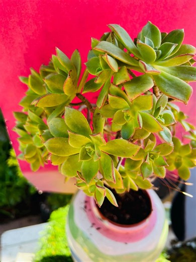 Aeonium Decorum F. Live Rooted Old Trunk - Etsy