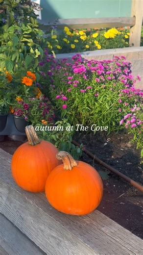 Autumn at The Cove Motel 🎃🍂☕ | The Cove Motel In Orleans