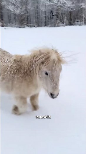 Little Pony Loves Snow ❄️🐴 #minihorse