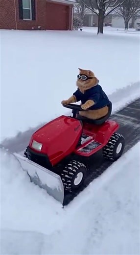 Cat Plowing Snow