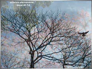 Galhos Secos - Nos Galhos Secos - Para nossa alegria ( Som Maior )