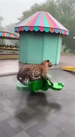 The Leopard's Obstacle Course: A Park in Ruins