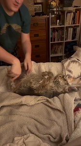 32K views · 595 reactions | **Please no judgmental comments. She is NOT being hurt! My 15yr old BT has been having some joint issues. The chews help, however my son went on utube & found a video on how to help your dog stretch to ease joint discomfort. She absolutely loves it! Now, at bedtime, she is on the bed & as soon as she sees my son walk in, she flips on her back & waits for her therapy session. ❤️ | Jennifer Kemling Denny | Facebook