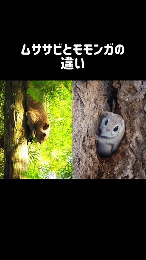 「ムササビとモモンガの違い」次に紹介して欲しい生き物教えて🐥 #ムササビ #モモンガ #雑学 #動物